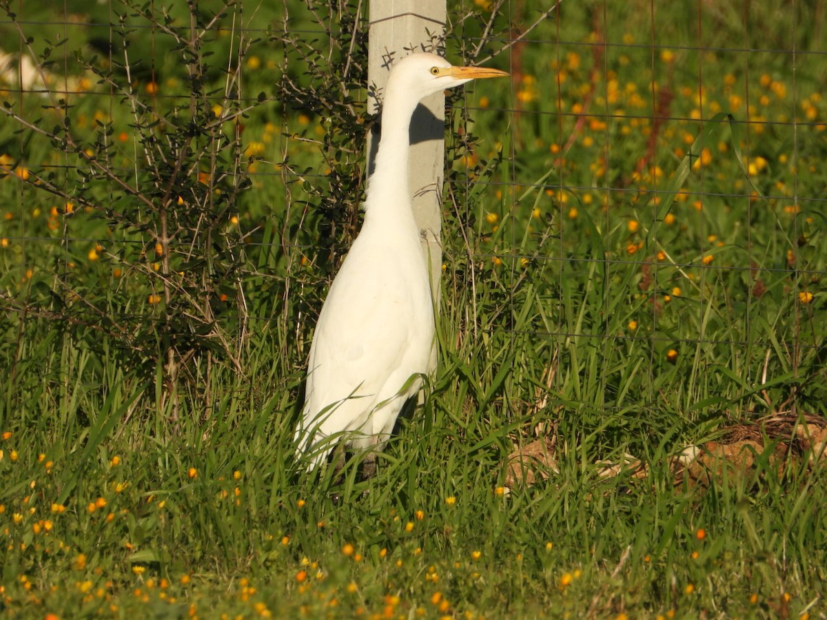 Western Cattle-Egret - ML646517676
