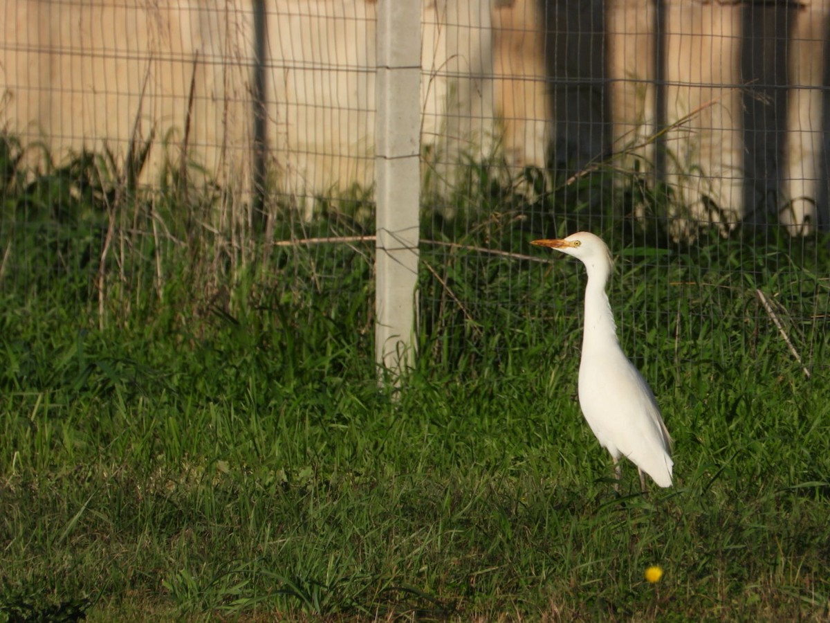 Western Cattle-Egret - ML646517677