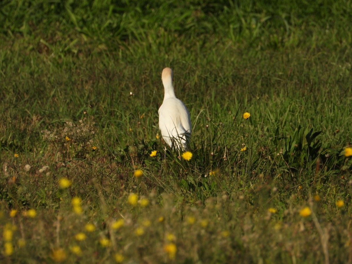 Western Cattle-Egret - ML646517678