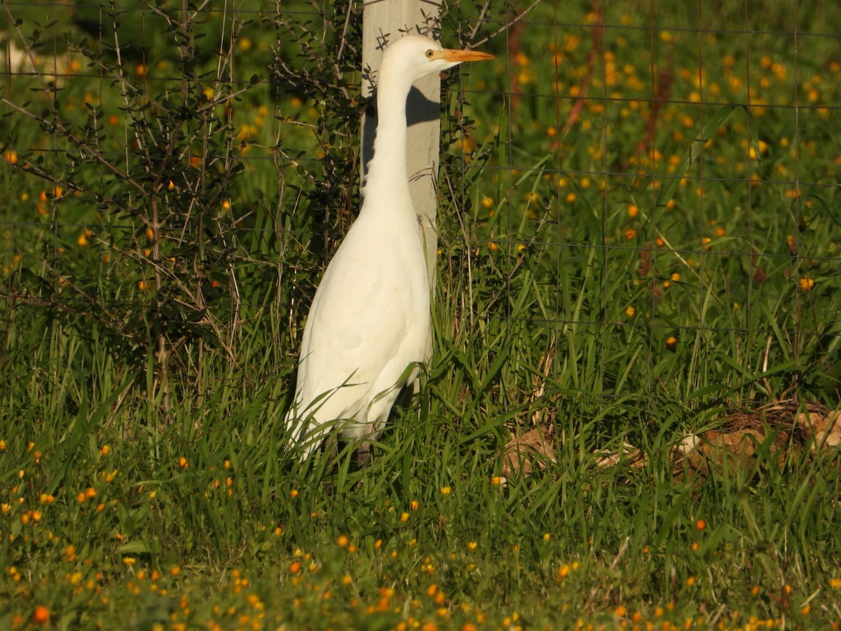 Western Cattle-Egret - ML646517679