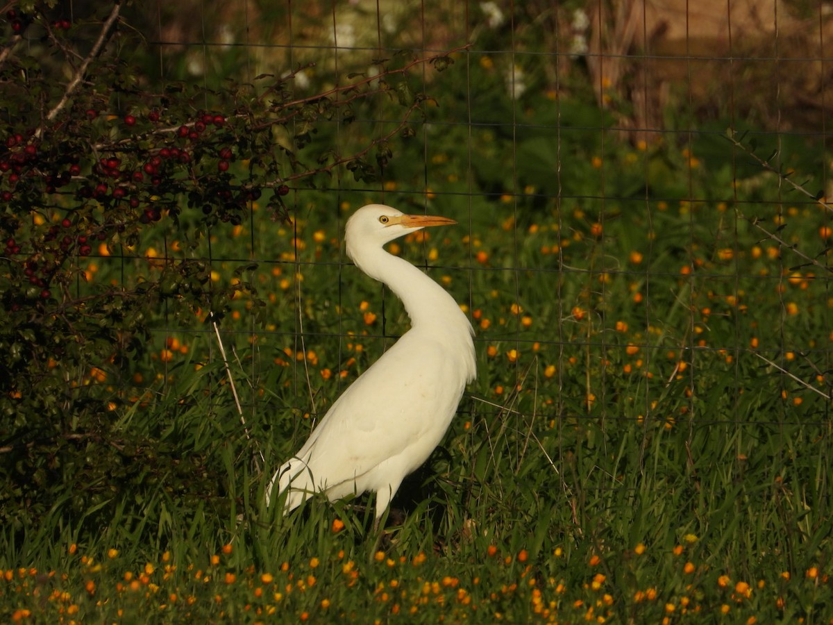 Western Cattle-Egret - ML646517680
