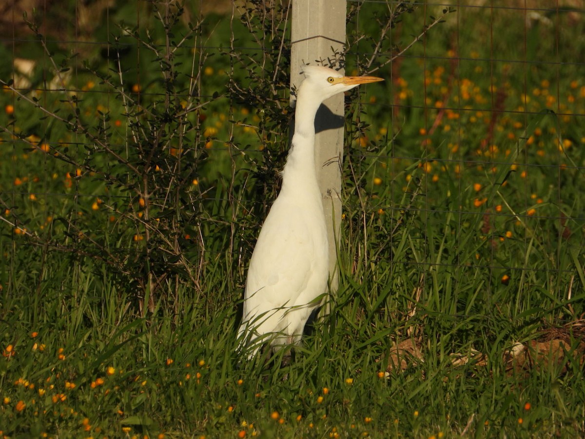 Western Cattle-Egret - ML646517681
