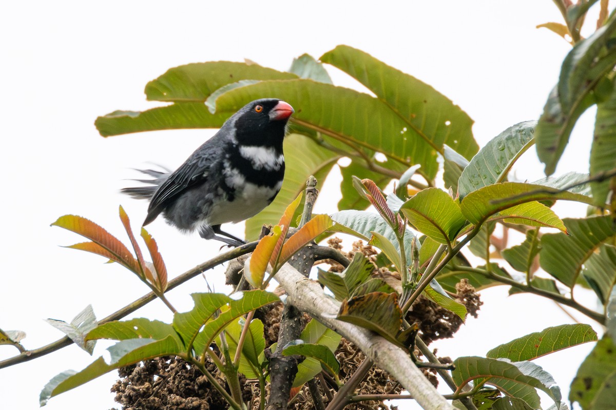 Masked Saltator - ML646517682