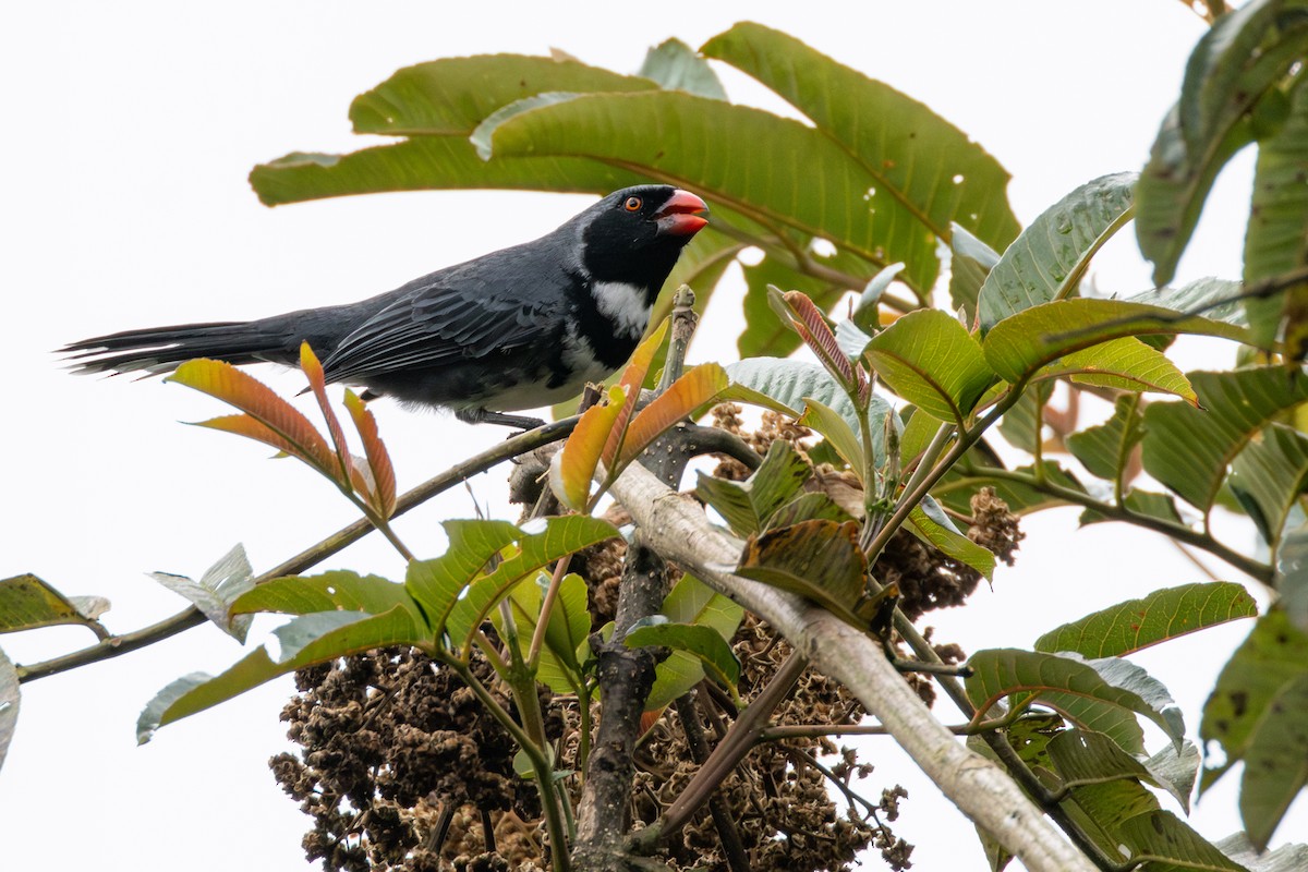 Masked Saltator - ML646517683