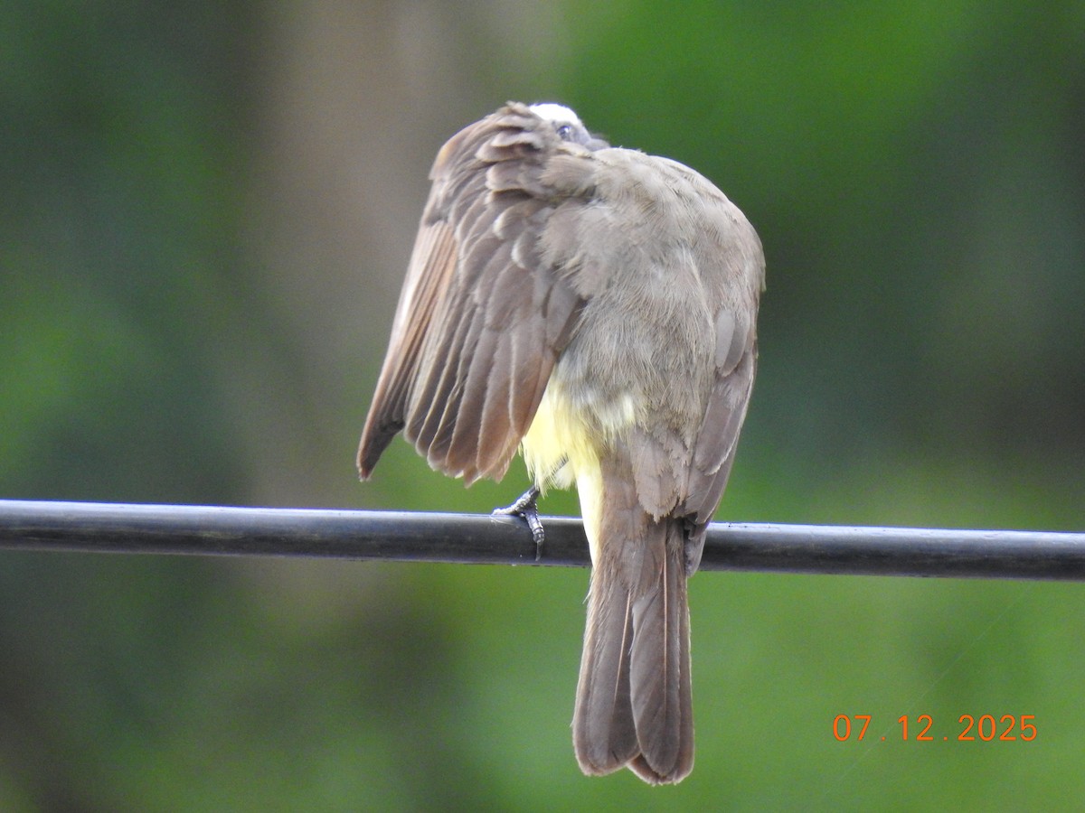 Social Flycatcher - ML646517684
