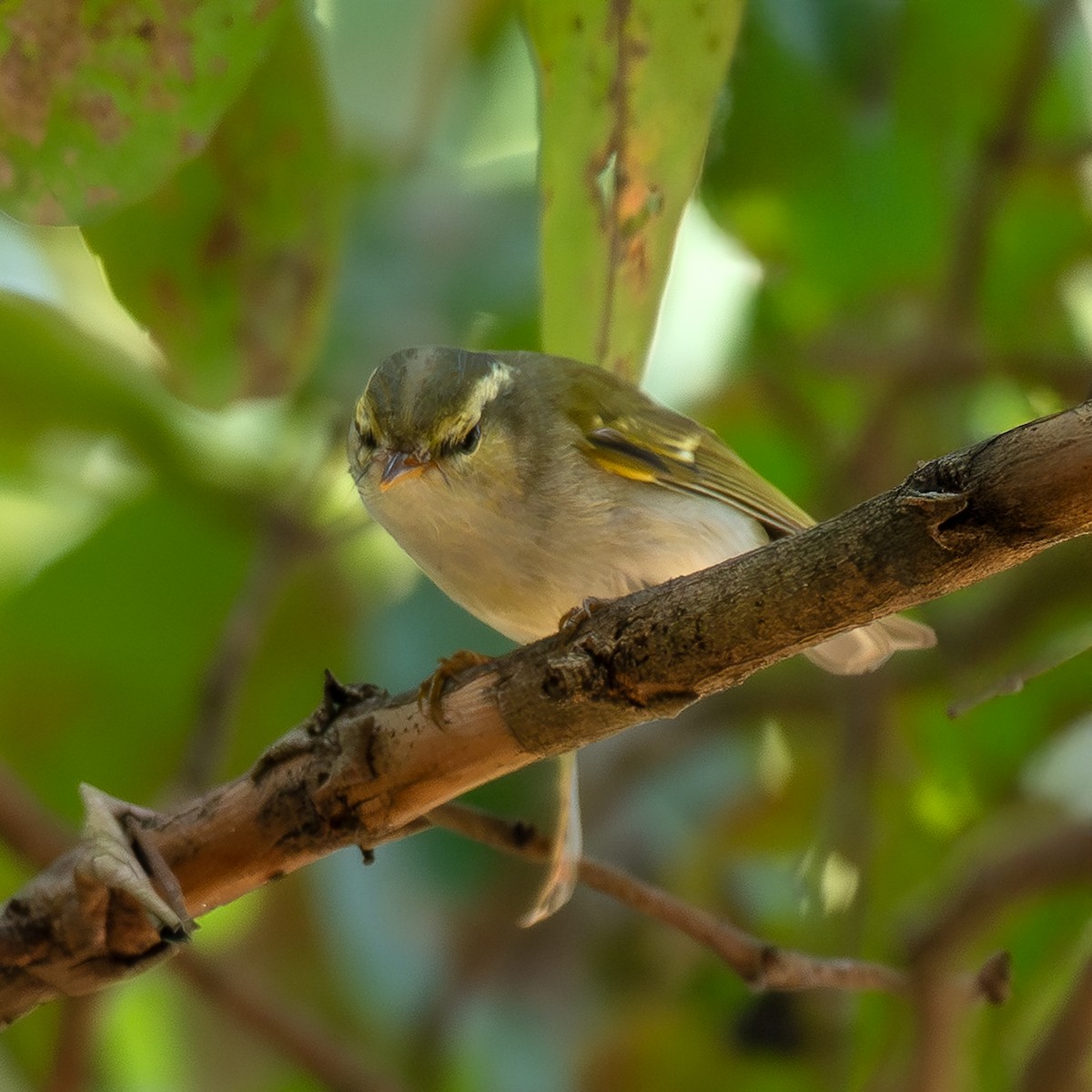 Western Crowned Warbler - ML646517685