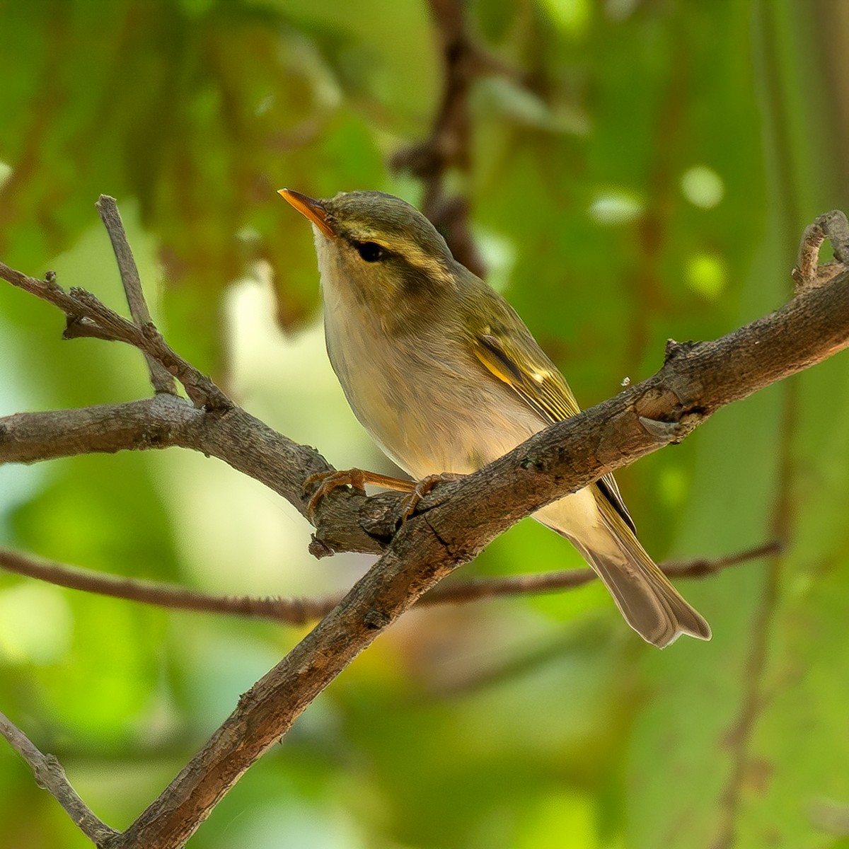 Western Crowned Warbler - ML646517686