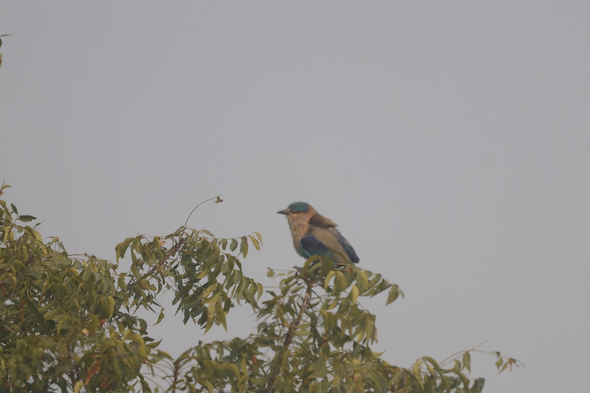 Indian Roller - ML646517687