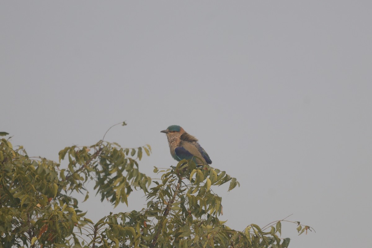 Indian Roller - ML646517688