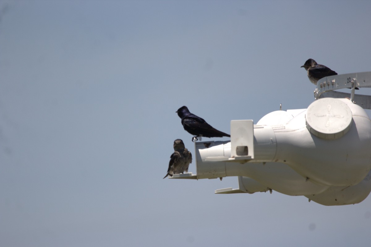 Hirondelle noire - ML646517689