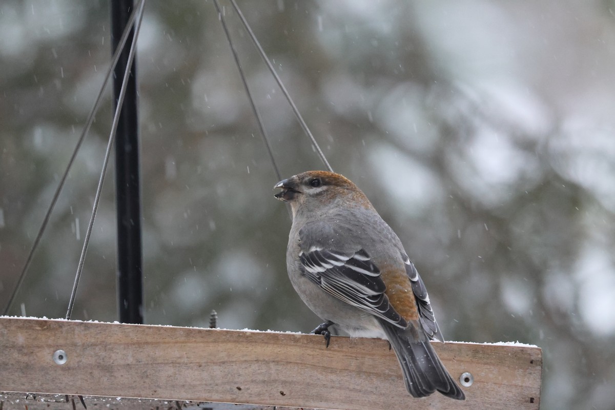 Hakengimpel - ML646517690