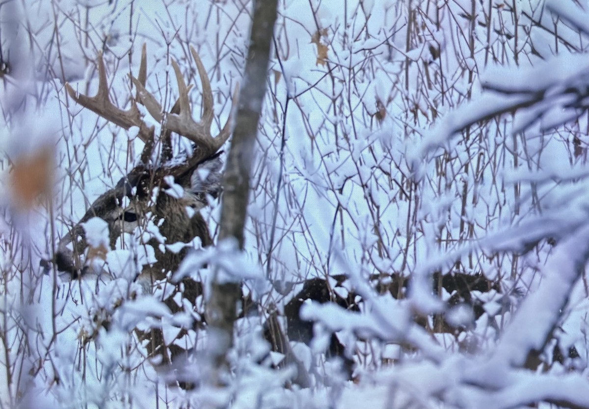 White-tailed Deer - ML646517691