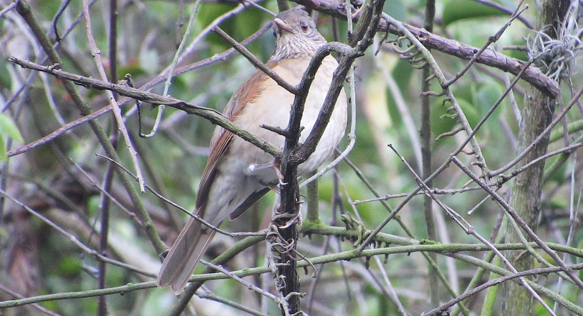 Pale-breasted Thrush - ML646517692