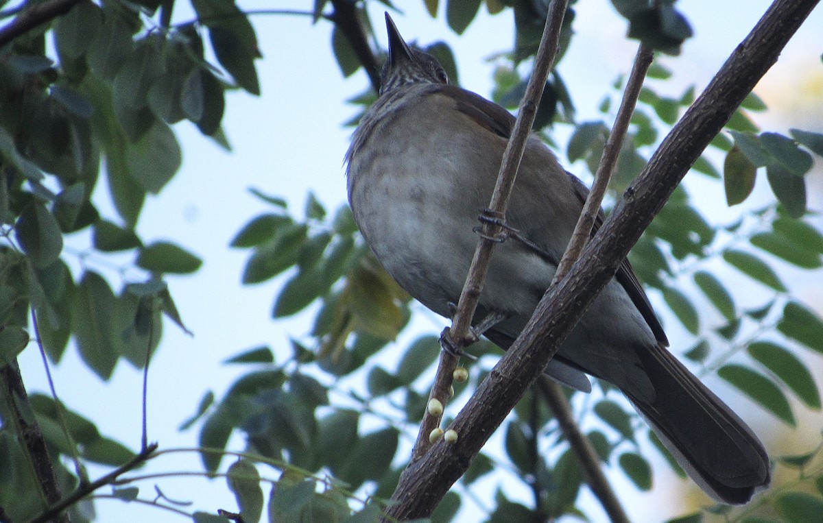 Pale-breasted Thrush - ML646517693