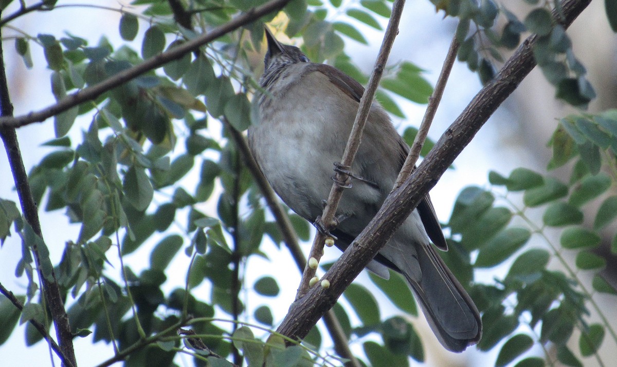 Pale-breasted Thrush - ML646517694