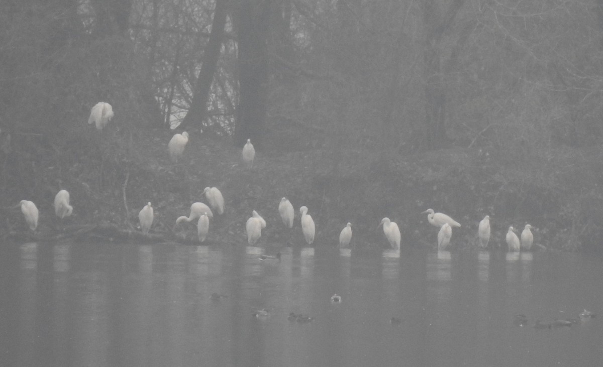 大白鷺 - ML646517695