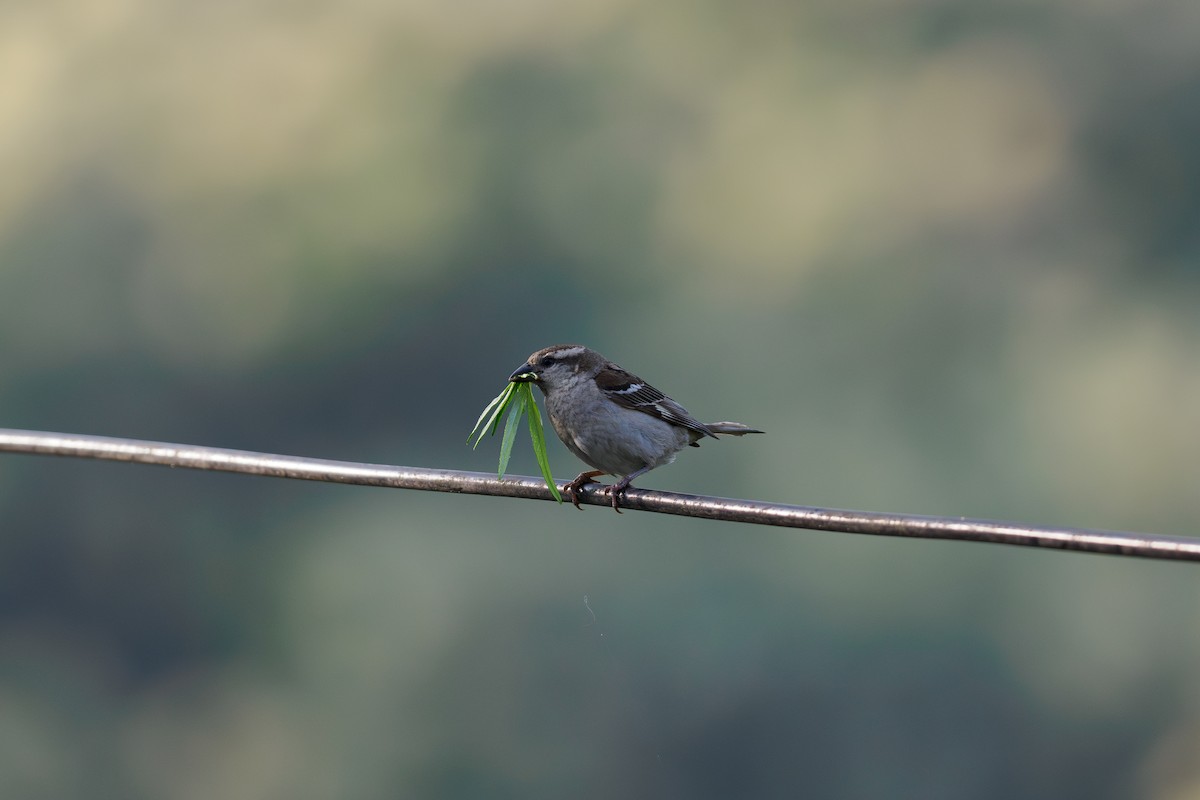 Russet Sparrow - ML646517696