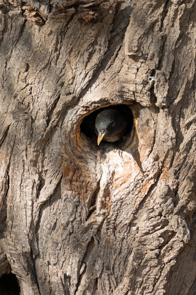 European Starling - ML646517697