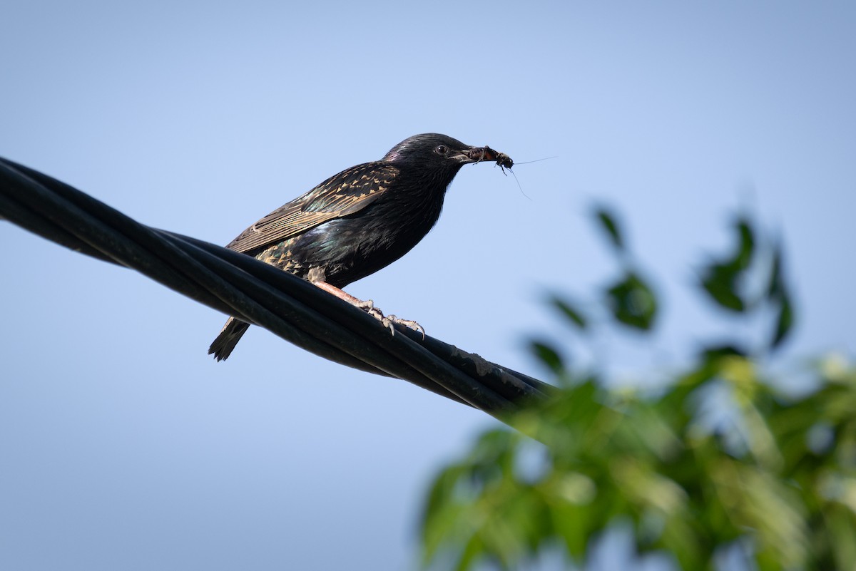 European Starling - ML646517698