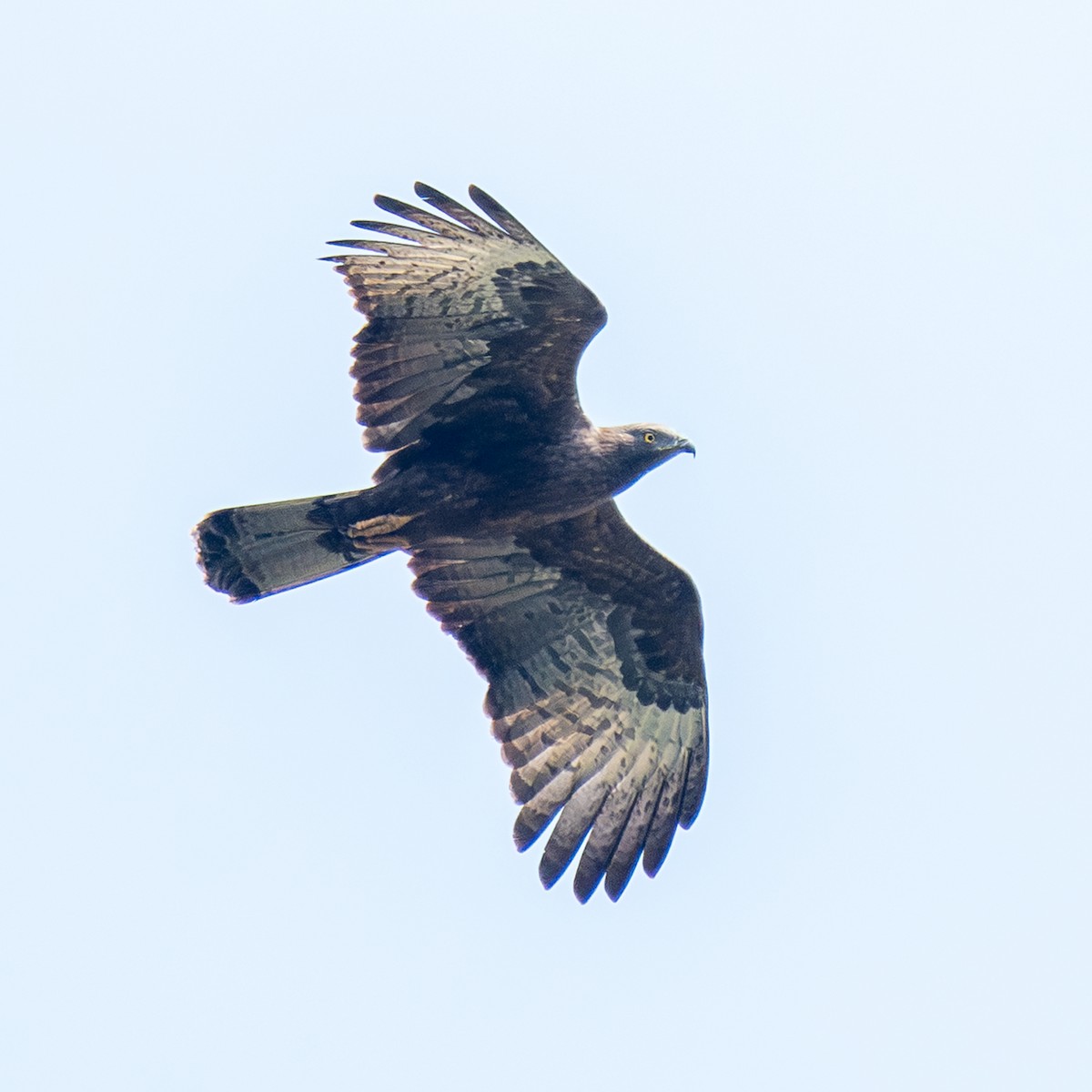 東方蜂鷹 - ML646517699