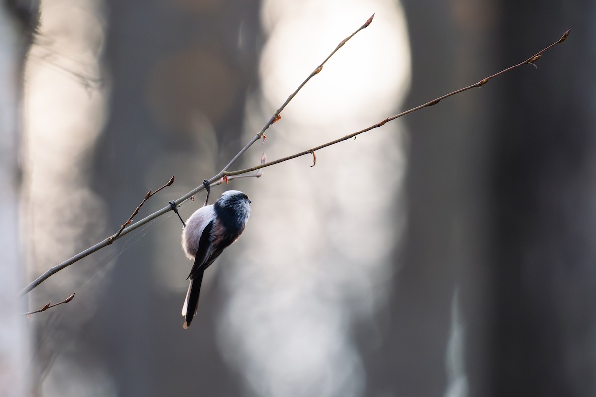 Uzun Kuyruklu Baştankara - ML646517700