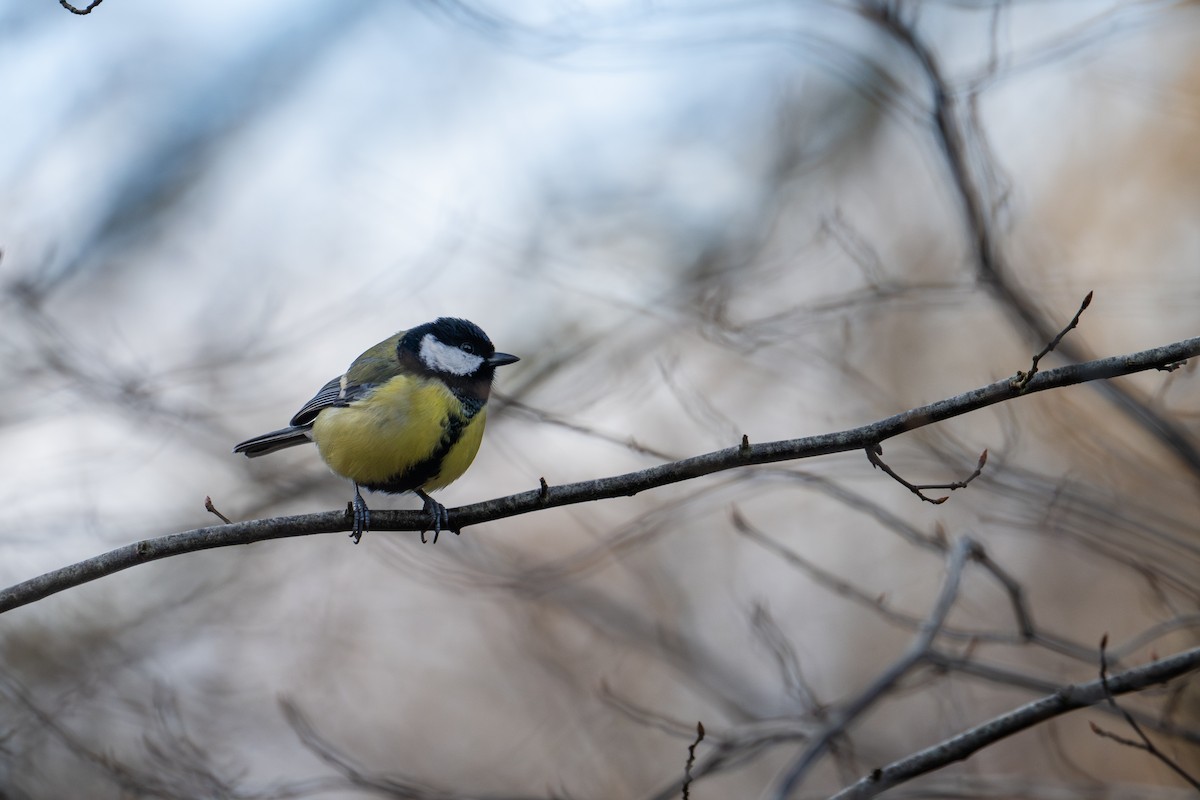 Büyük Baştankara - ML646517703