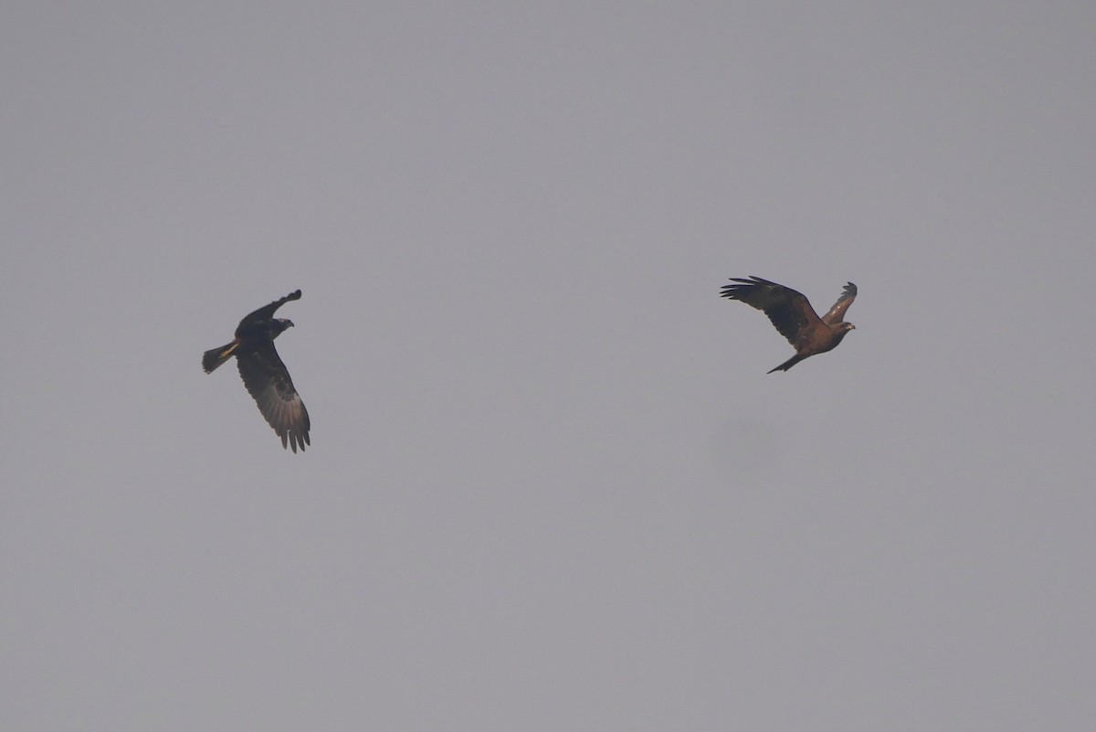 Eastern Marsh Harrier - ML646517705