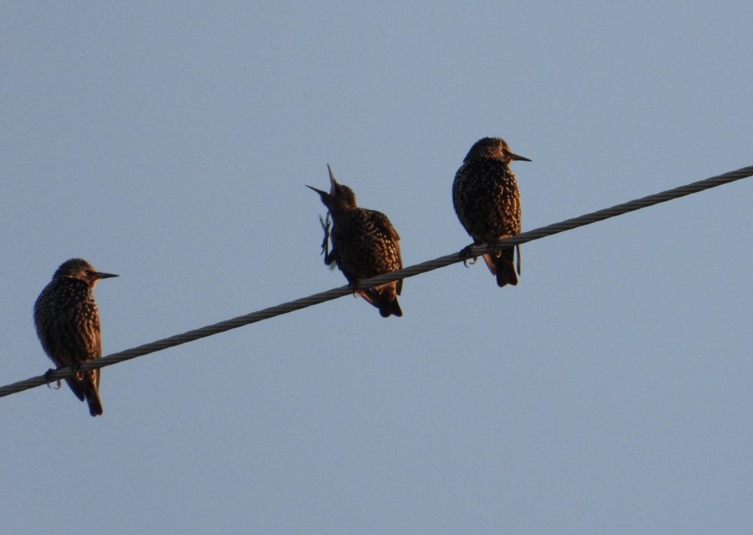 European Starling - ML646517706