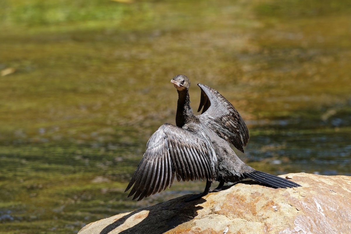 Indian Cormorant - ML646517707