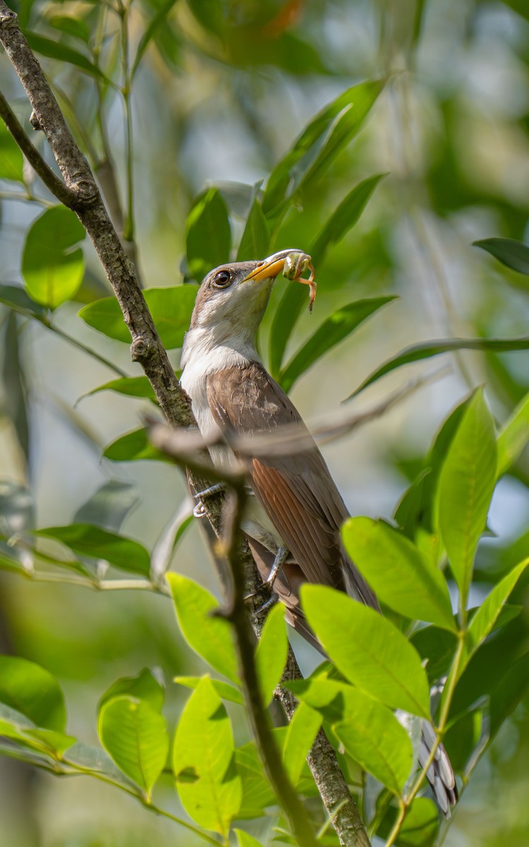 Yellow-billed Cuckoo - ML646517710