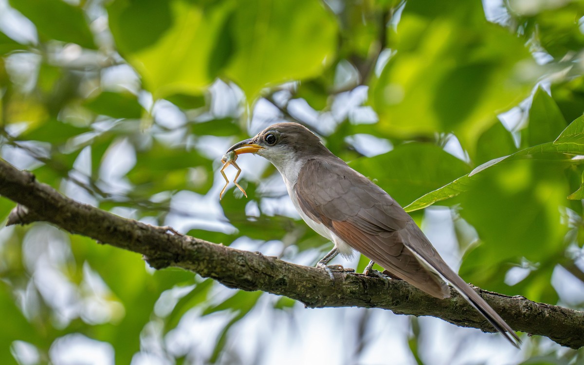Yellow-billed Cuckoo - ML646517711