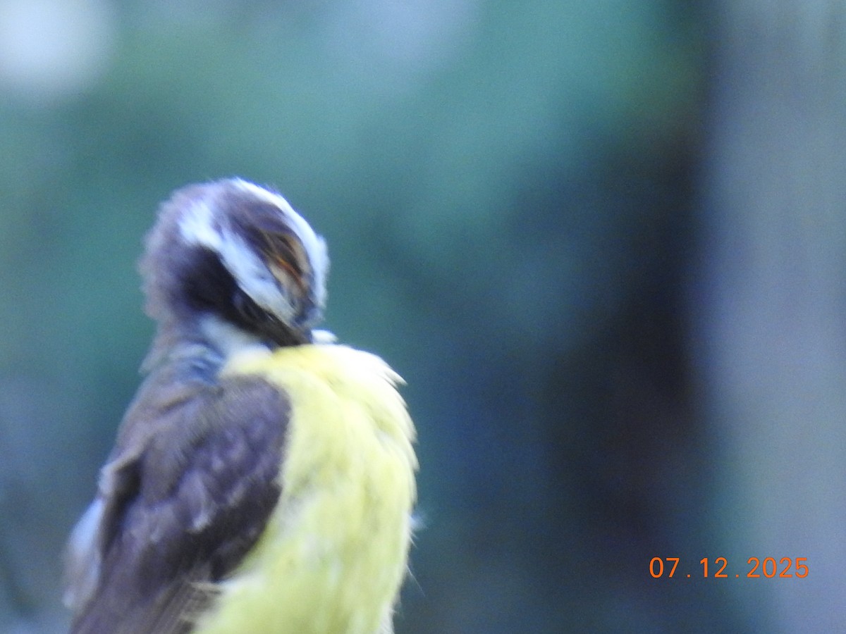 Social Flycatcher - ML646517713