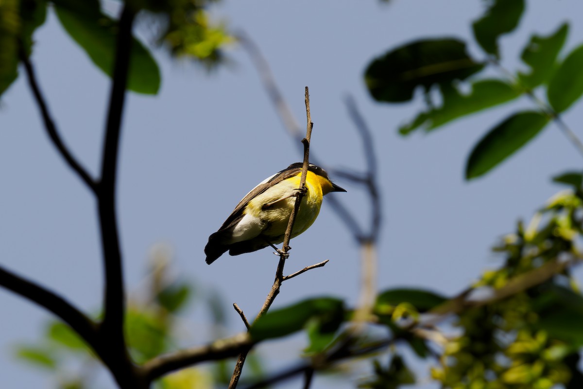 Yellow-rumped Flycatcher - ML646517714