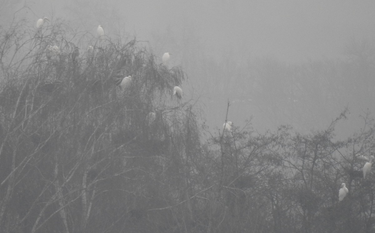 Great Egret - ML646517715