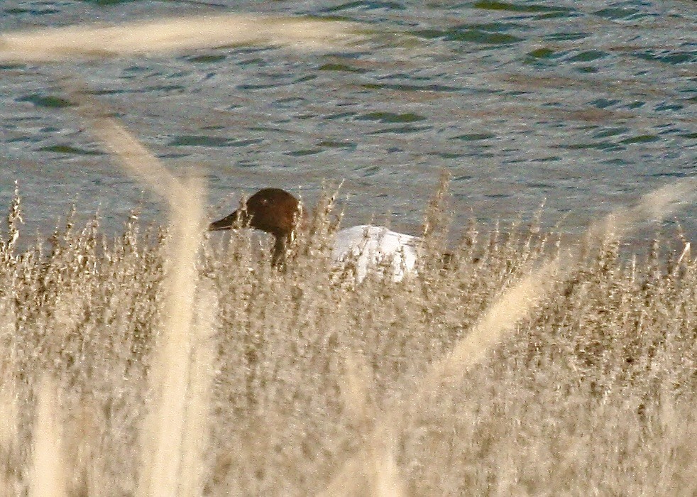 Canvasback - ML646517716