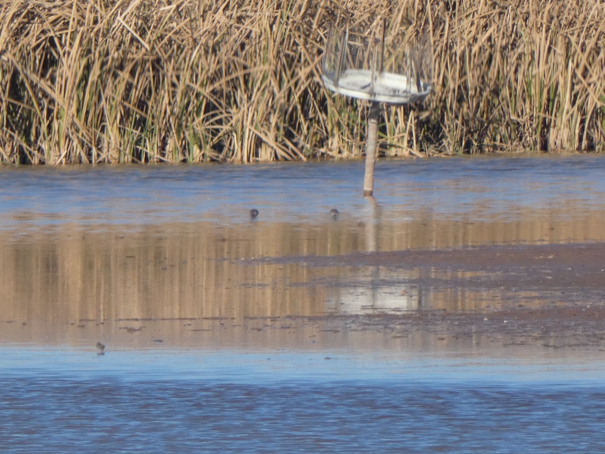 peep sp. - ML646517717