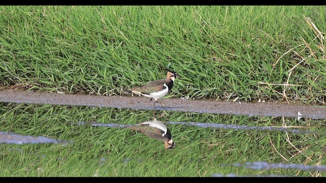 קיווית מצויצת - ML646517719