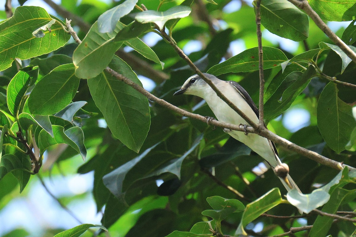 Brown-rumped Minivet - ML646517720