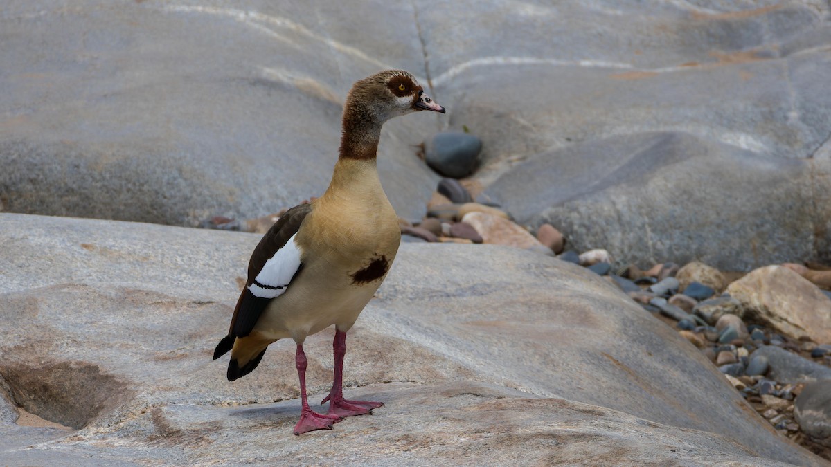 Egyptian Goose - ML646517721