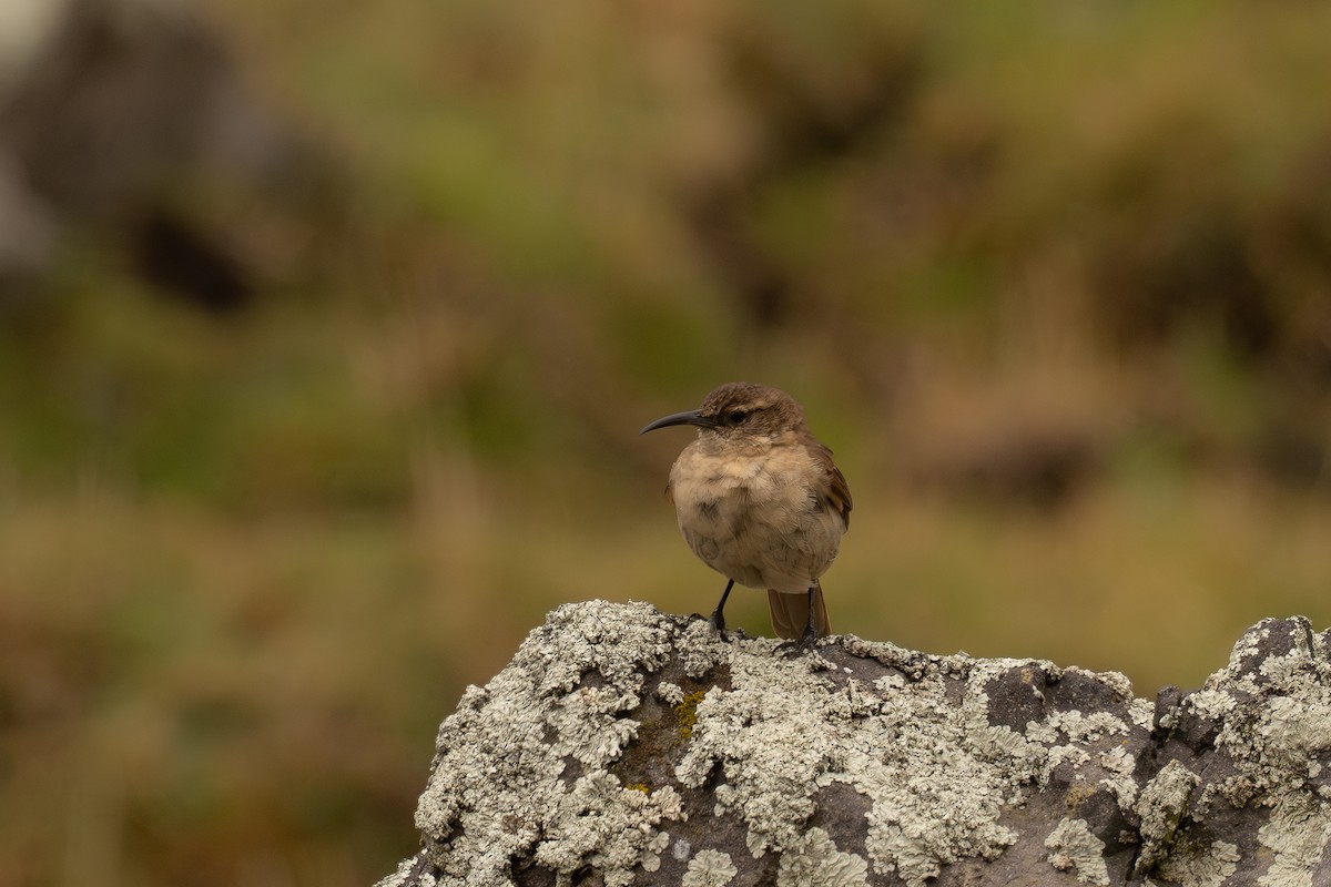 Buff-breasted Earthcreeper - ML646517722