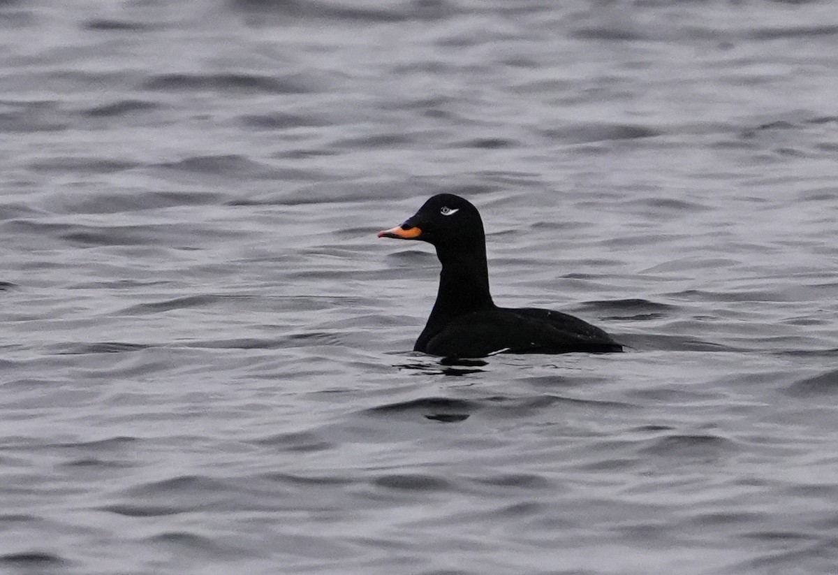Velvet Scoter - ML646517723