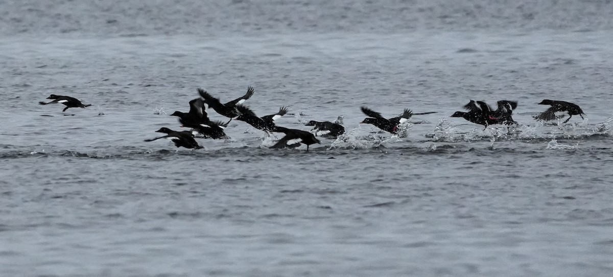 Velvet Scoter - ML646517724