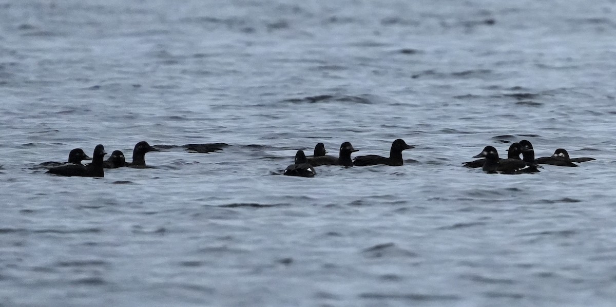 Velvet Scoter - ML646517725