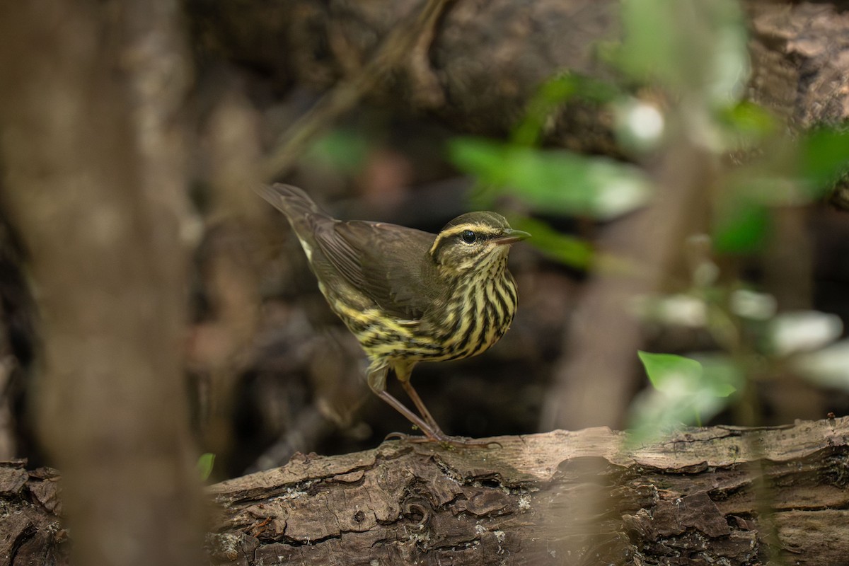 Northern Waterthrush - ML646517726