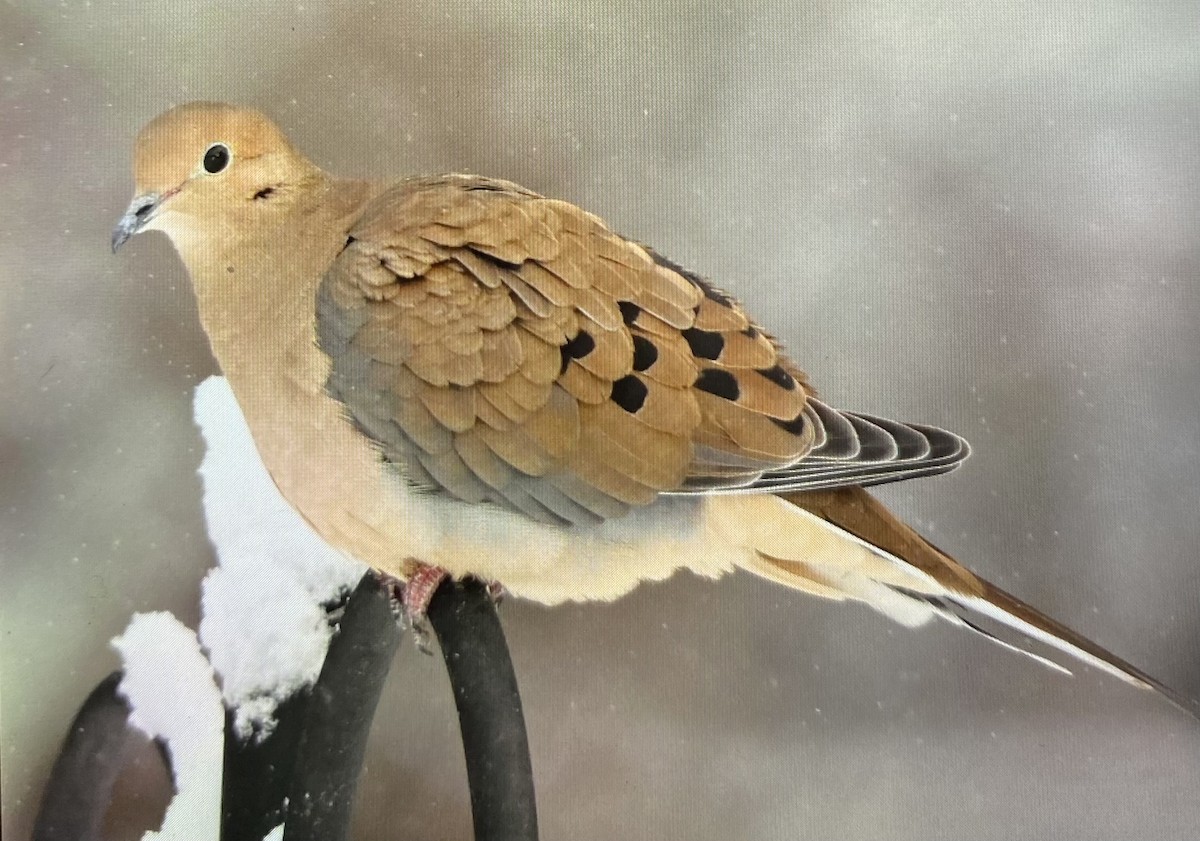Mourning Dove - ML646517727