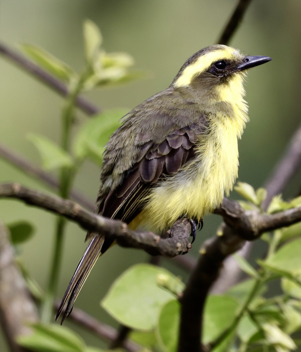 Lemon-browed Flycatcher - ML646517729