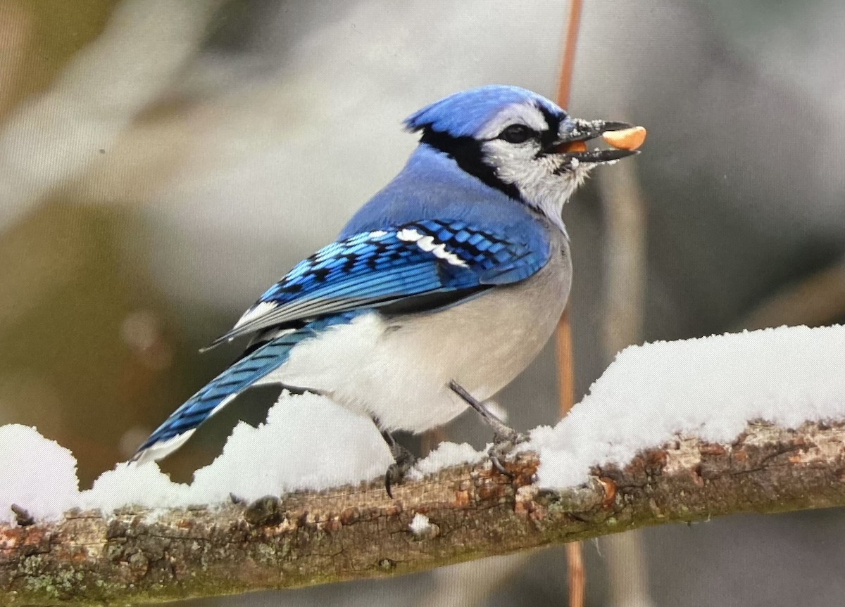 sojka chocholatá - ML646517730