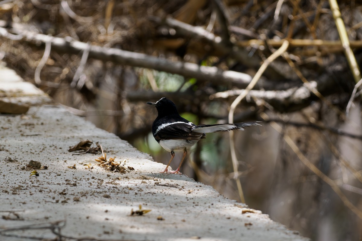 White-crowned Forktail - ML646517731