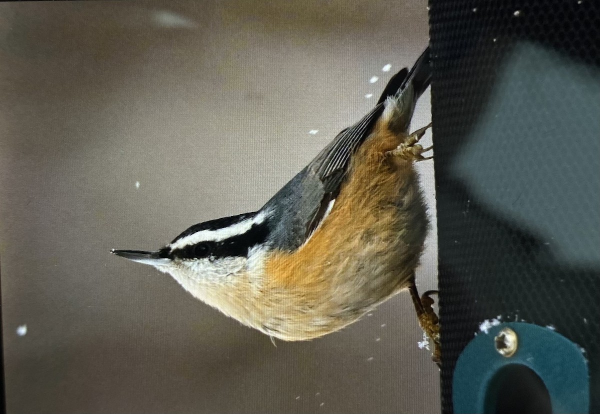 brhlík americký - ML646517732