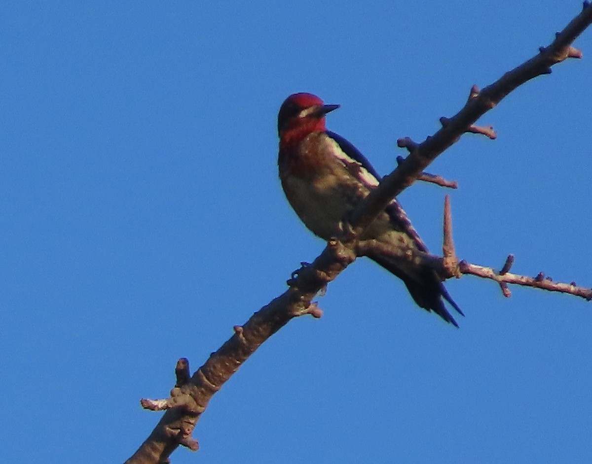 sapsucker sp. - ML646517733